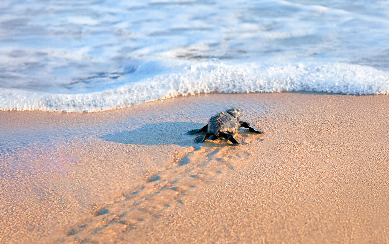 tartaruga marina capo verde